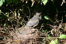 Amsel-9-Tag-7.jpg